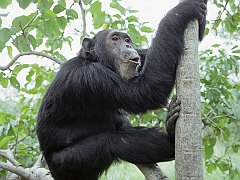 Chimpanzee, Gombe National Park, Tanzania, Africa